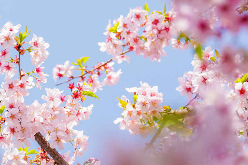 樱花 30