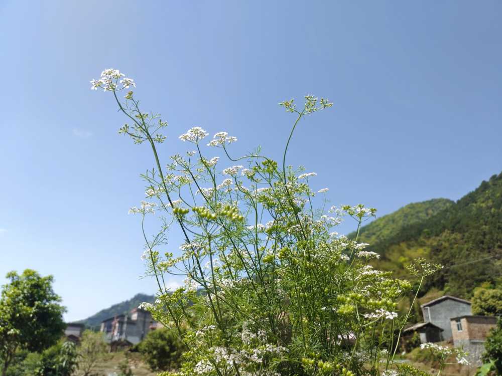 阳光