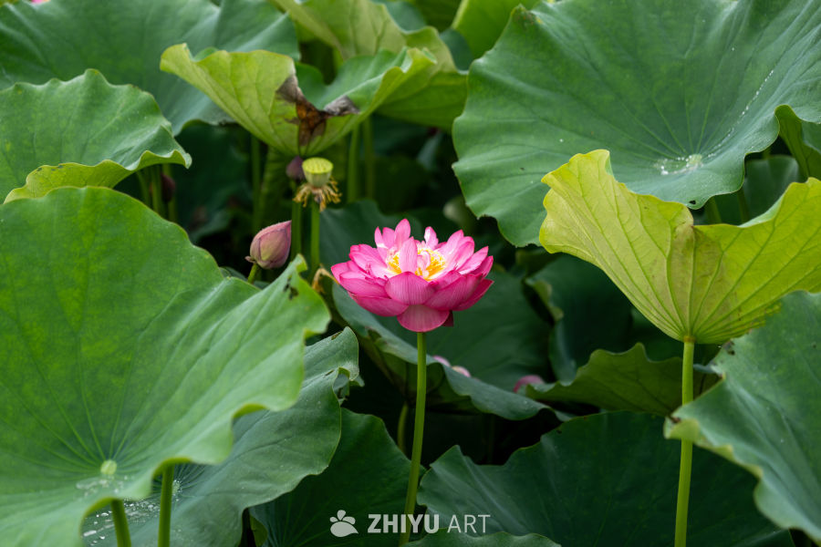 荷花 55