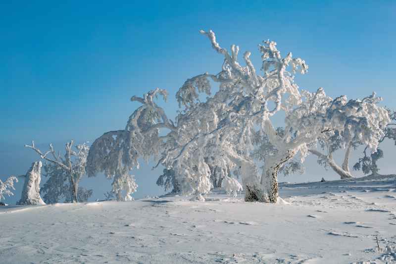 冰雪雾凇 7