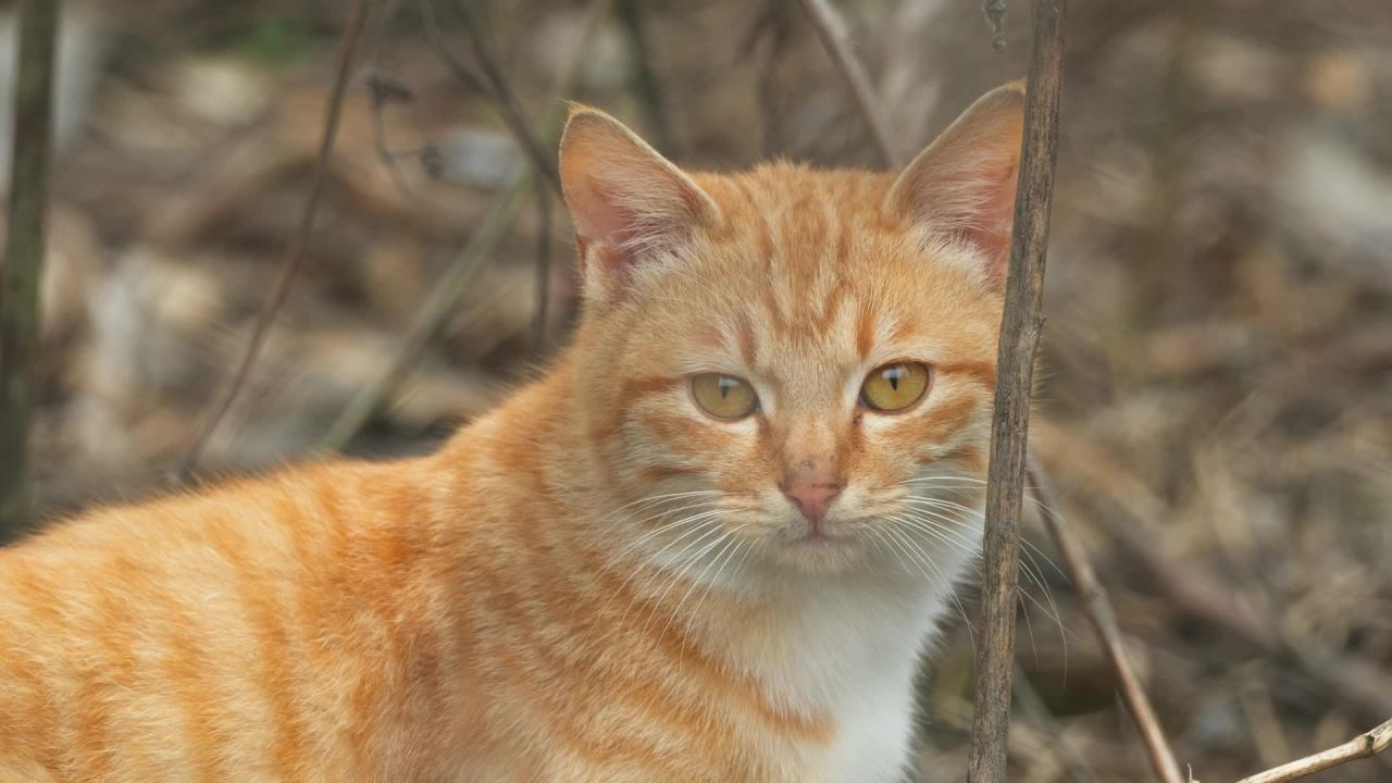 公园的小猫咪流浪猫 8