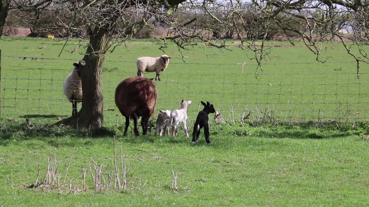 羊肉母羊羊农场