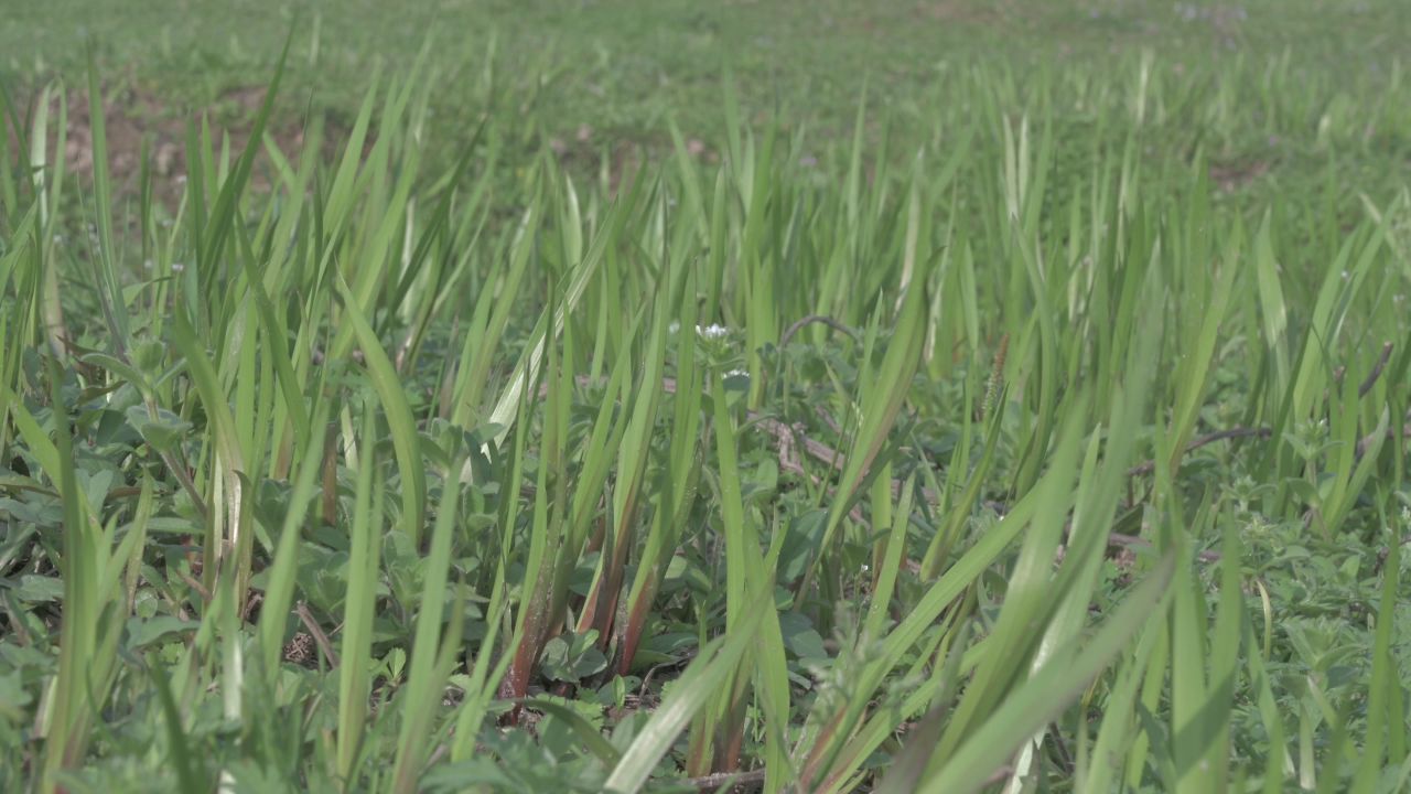 春天，野草，风