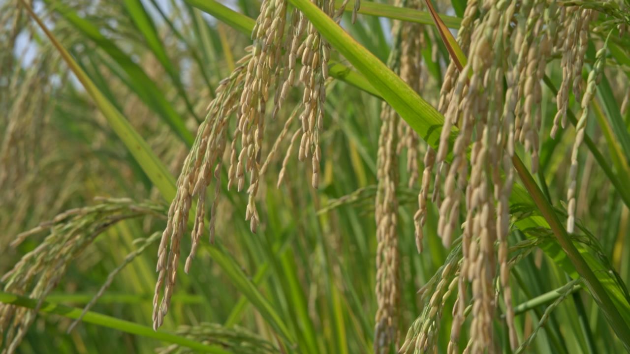 秋天成熟的稻谷