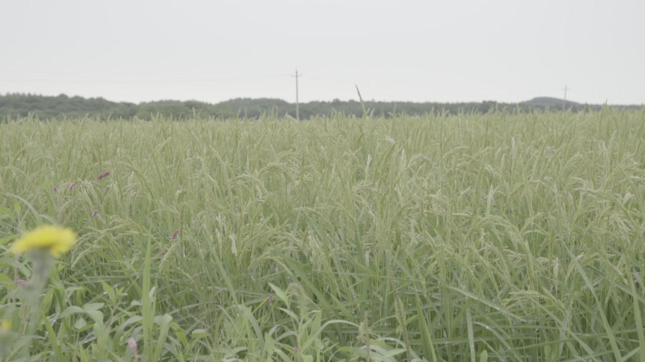 五常稻花香大米 28