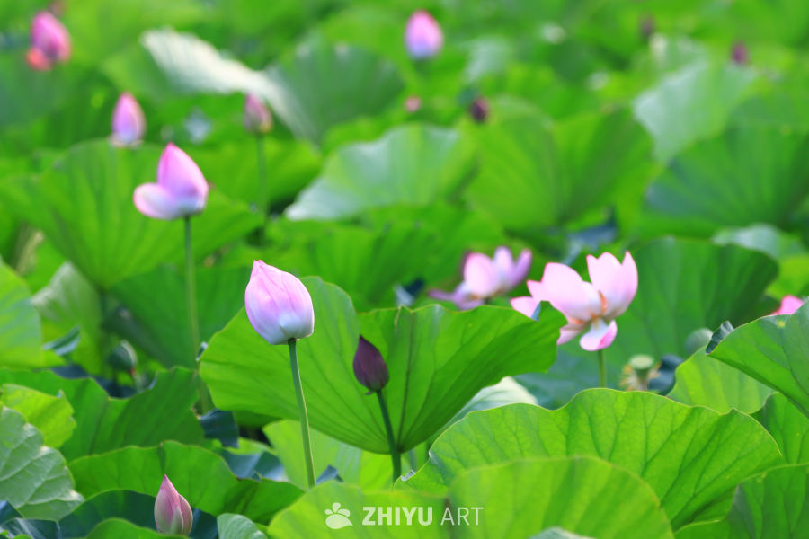 盛夏荷花 178