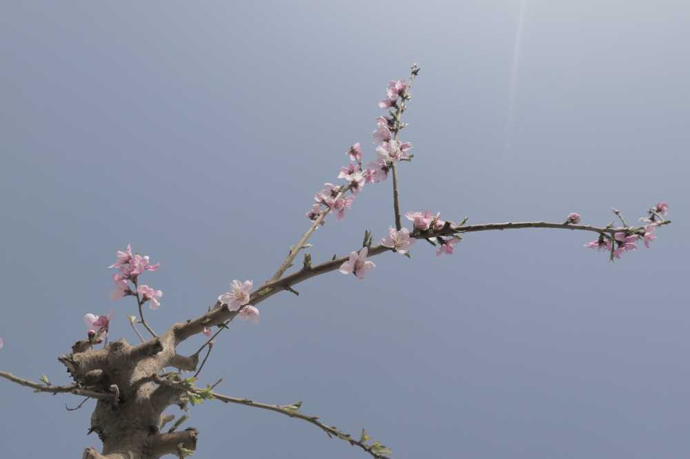 年春桃花盛开