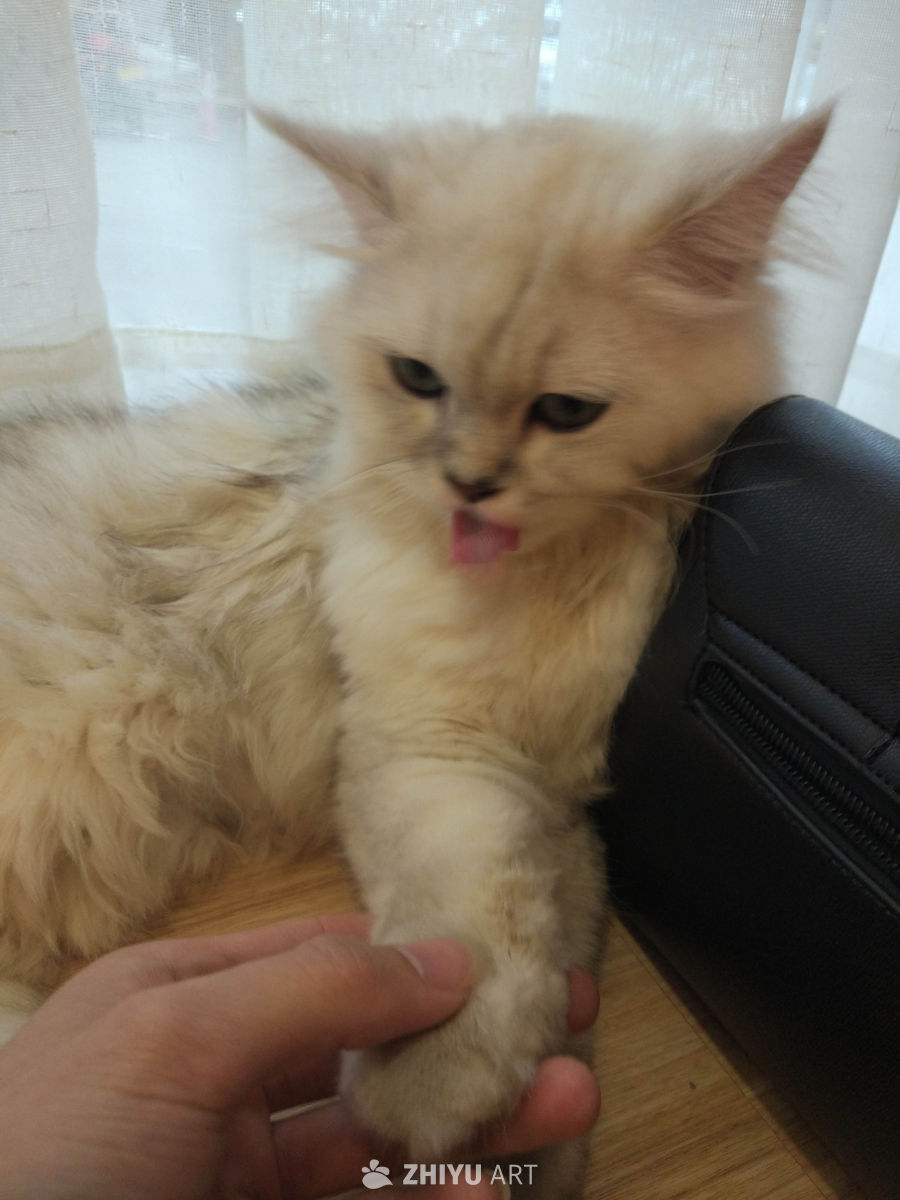 猫咪日常 8