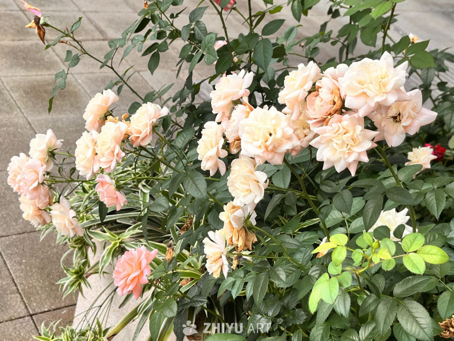 淡粉玫瑰绽放的宁静花园