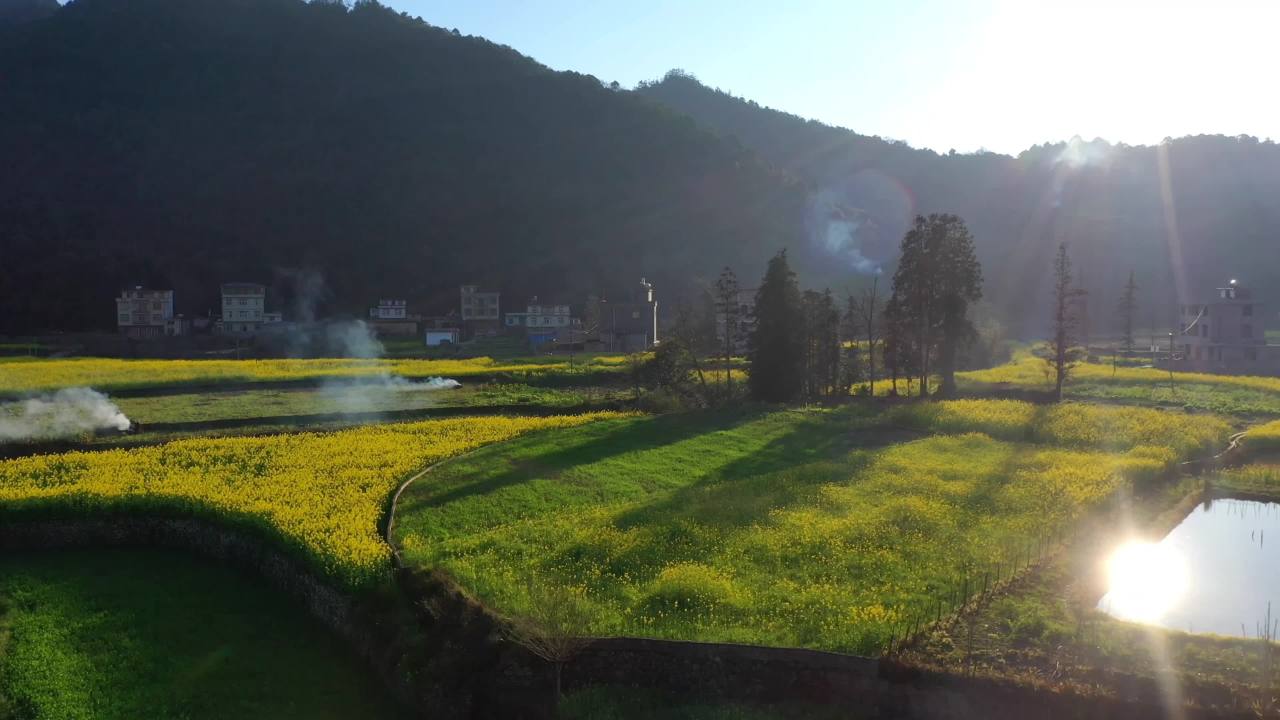 乡村晨曦油菜花田