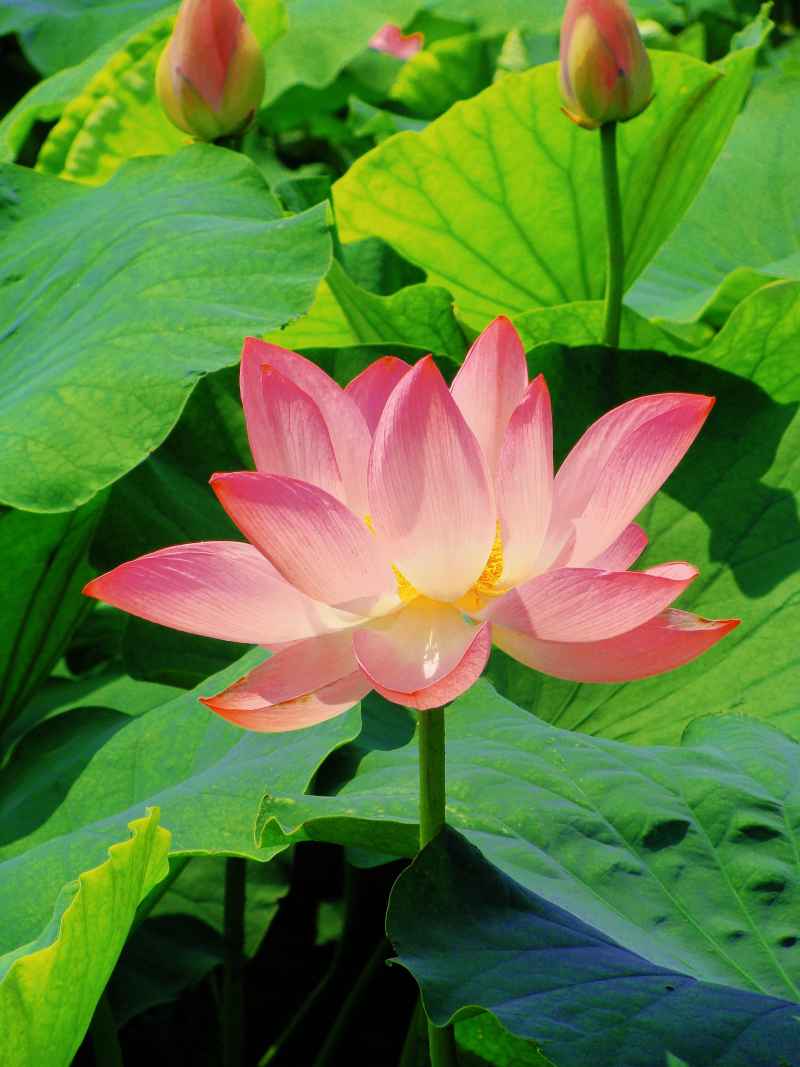 “水中君子”——荷花 18