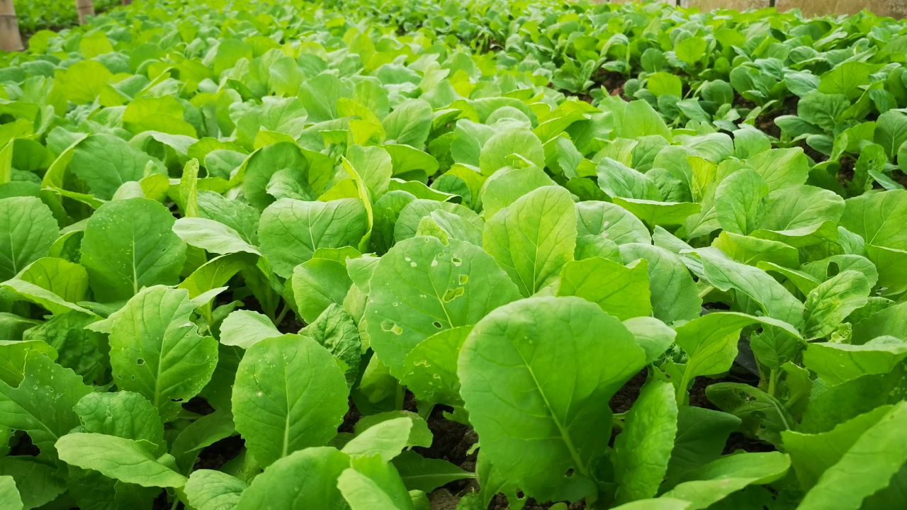 农业种植大棚有机蔬菜