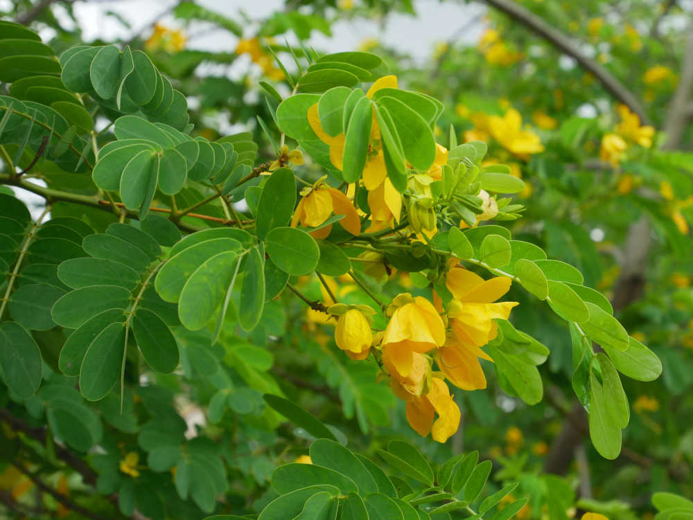 黄槐决明花枝