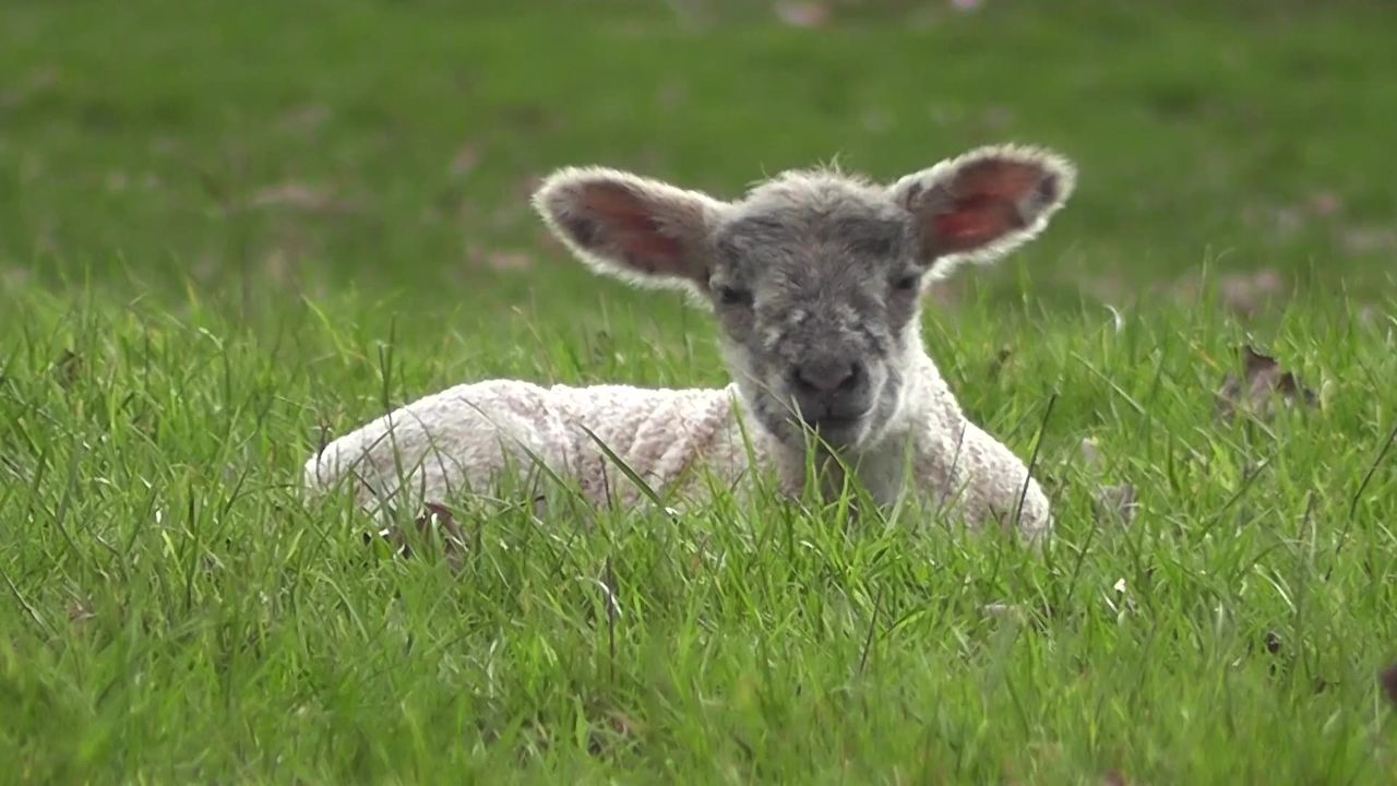 羊肉可爱婴儿农场