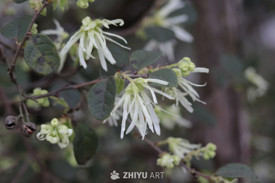 春天的白花绽放