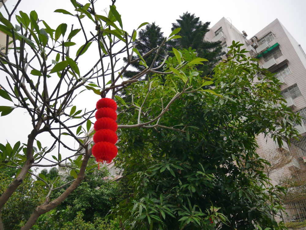 春节小区树上的红灯笼
