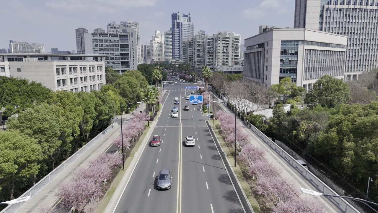 城市道路与樱花盛开