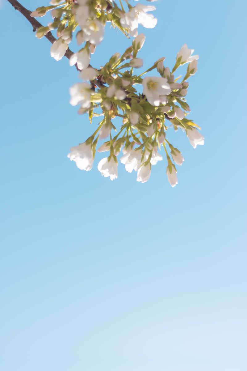 天空背景的花