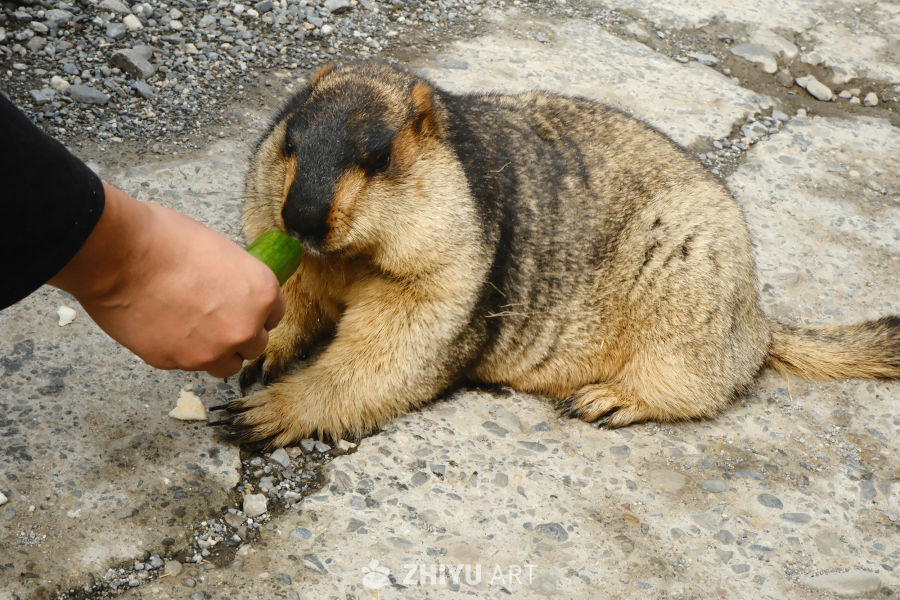 川西土拨鼠 32