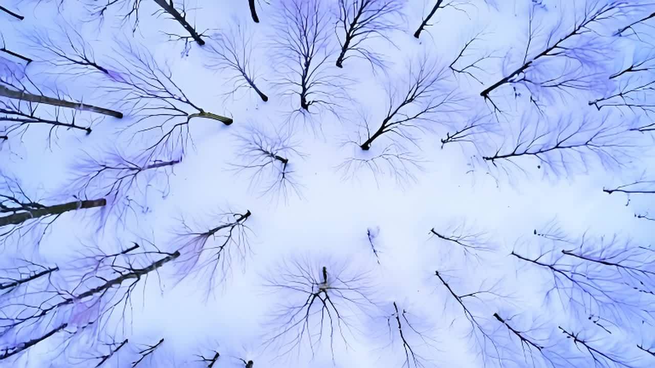 冬季的森林，光秃的落叶树枝在寒风中轻轻摇曳。雪覆盖