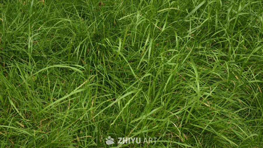 雨后的草丛