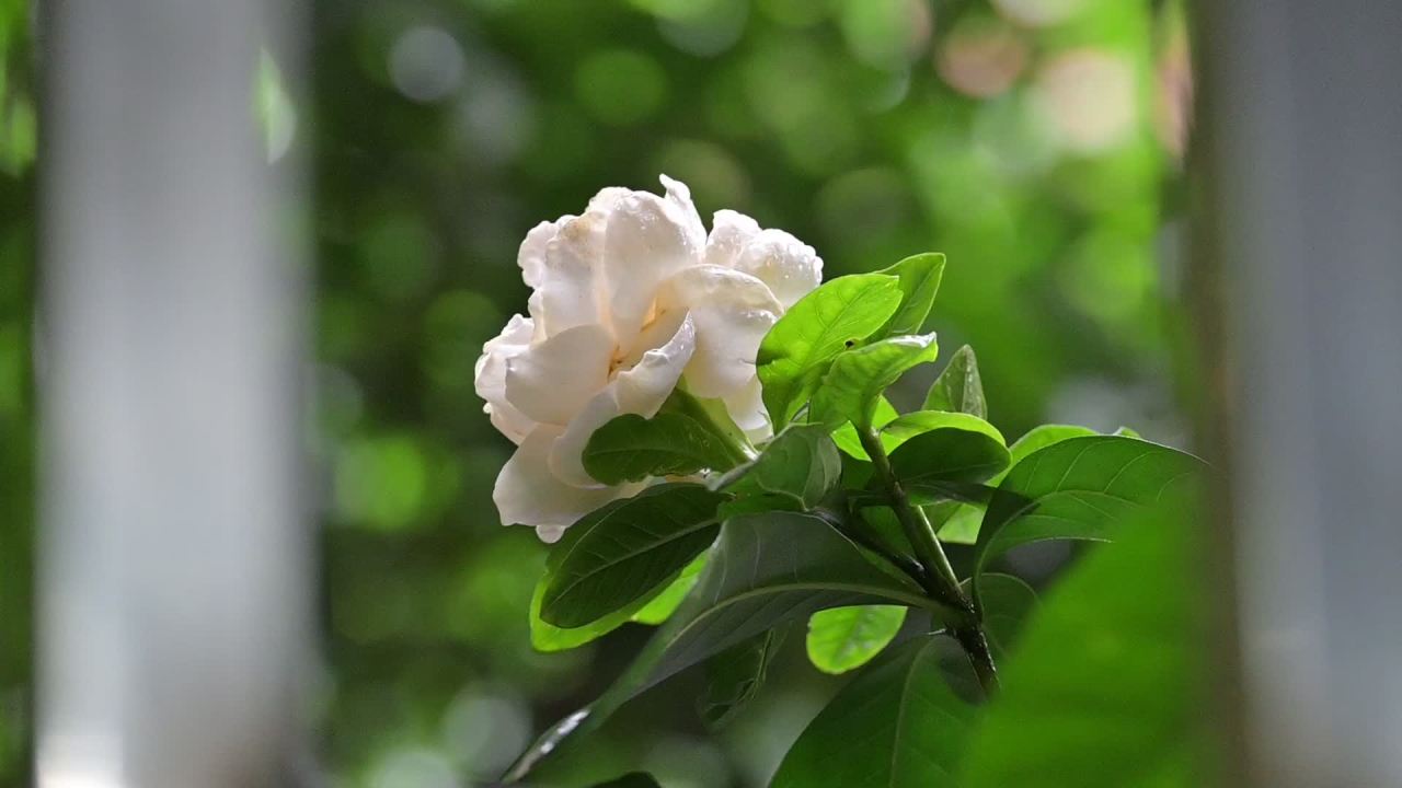 雨中栀子