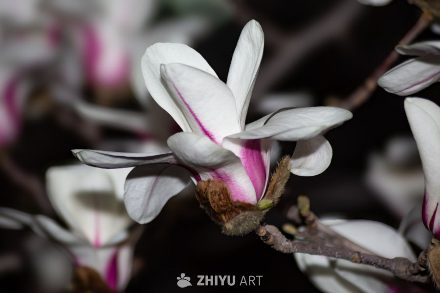 玉兰花开春意浓