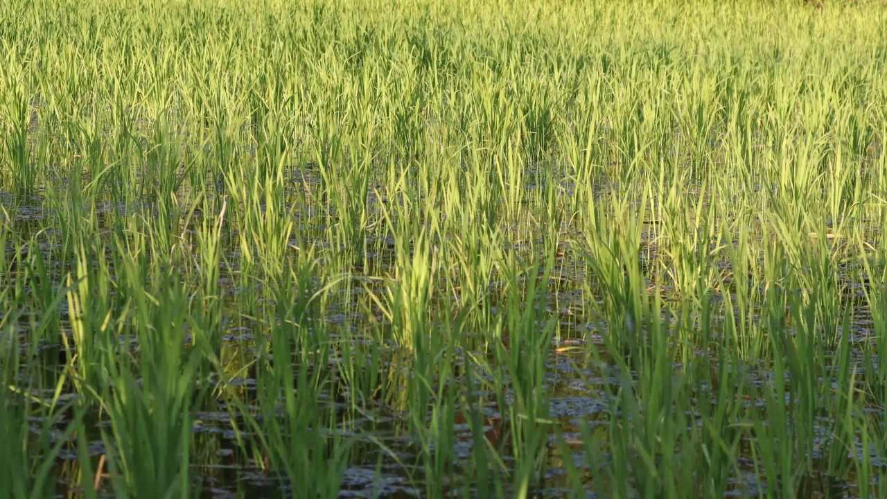 静谧的稻田