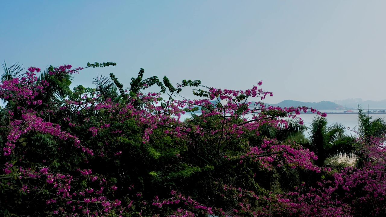 二四年的异木棉花及地标建筑日月贝 1