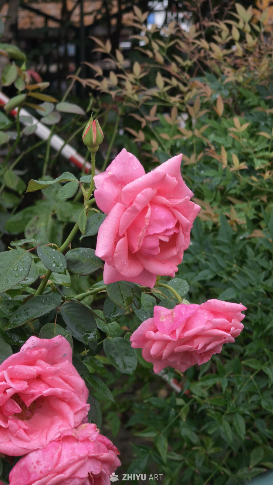 美丽粉色的鲜花
