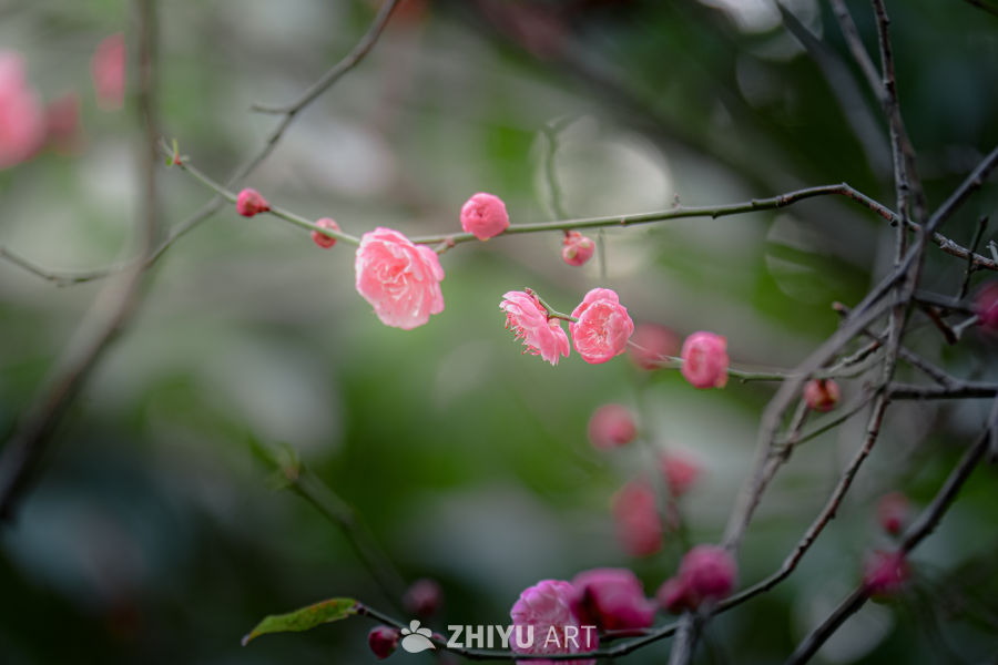 初春梅花