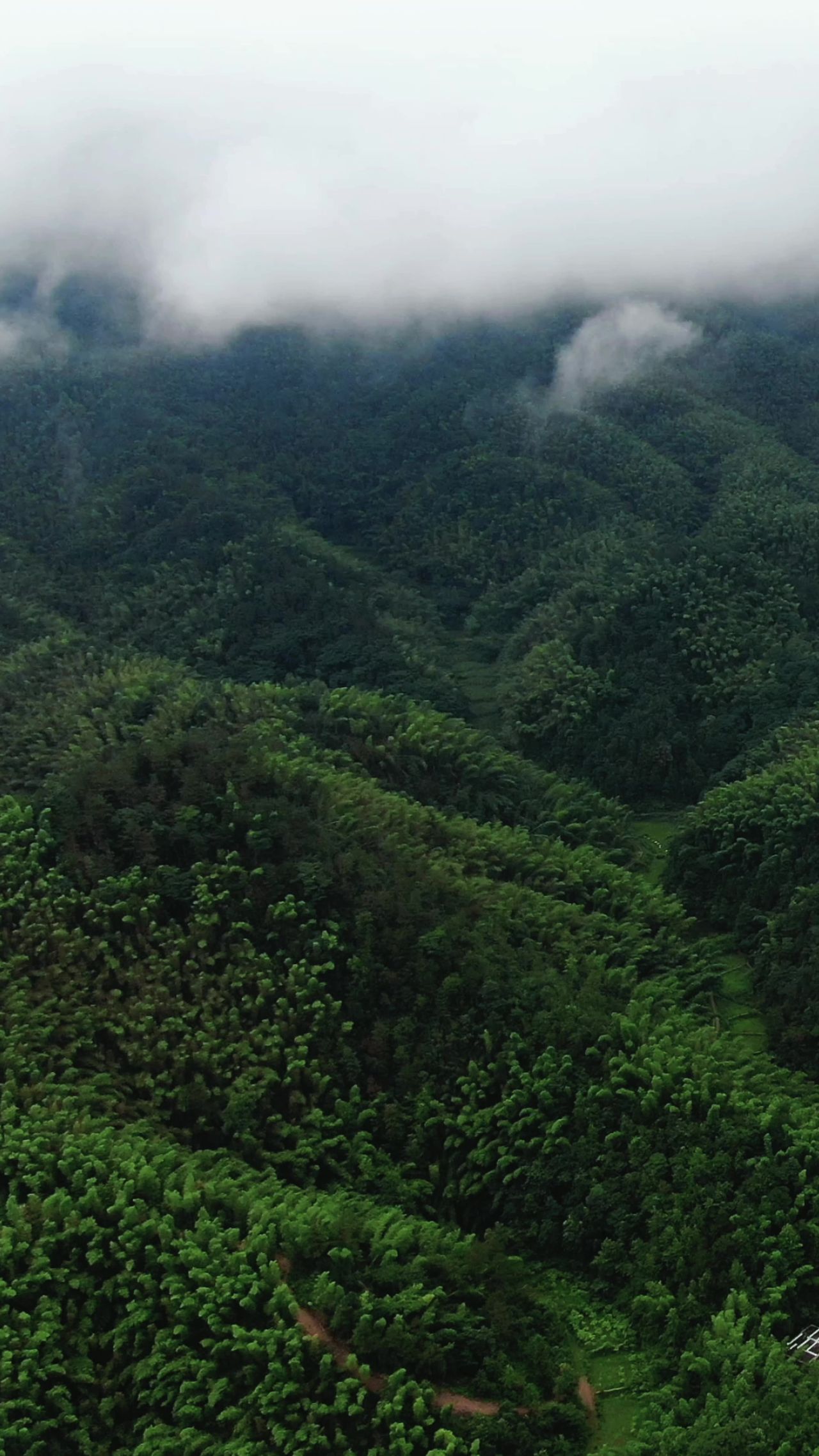 旅游景区 湖南 大围山 国家 森林公园