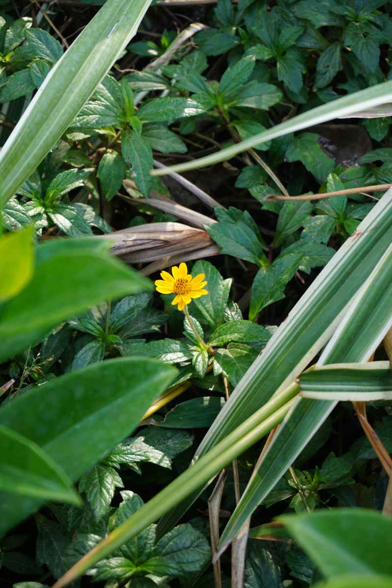 蟛蜞菊