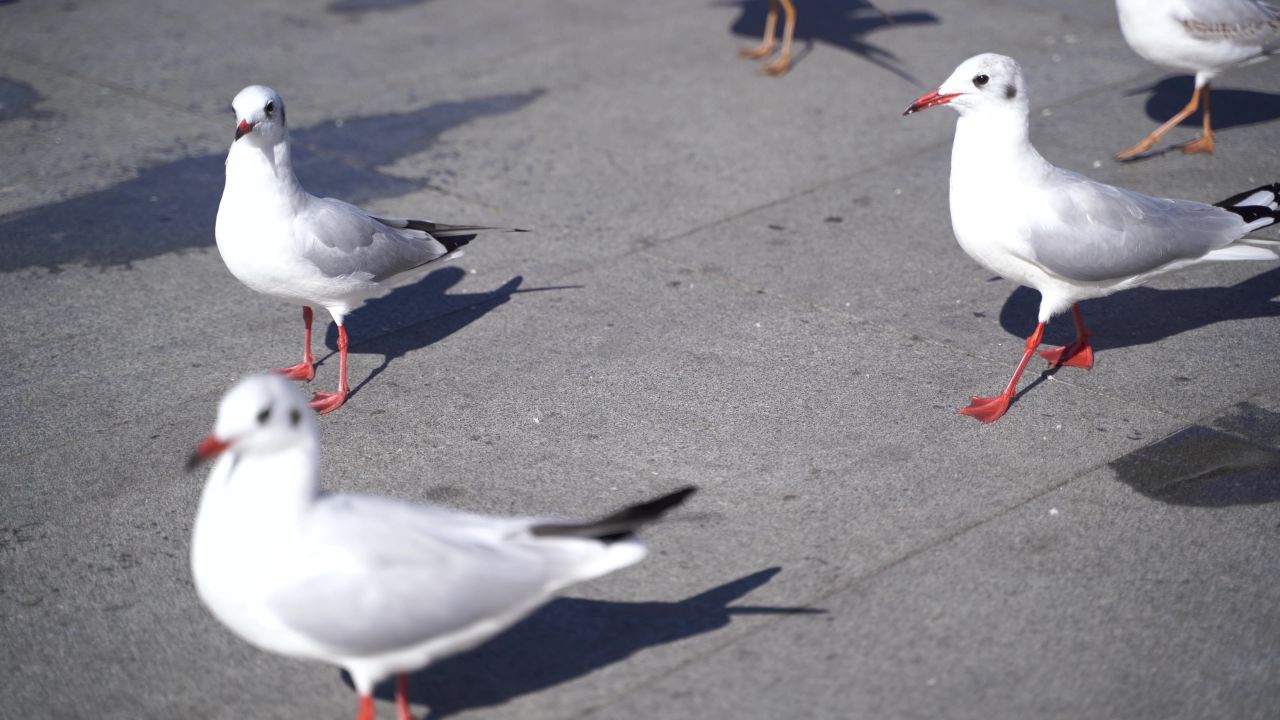 昆明海埂大坝海鸥