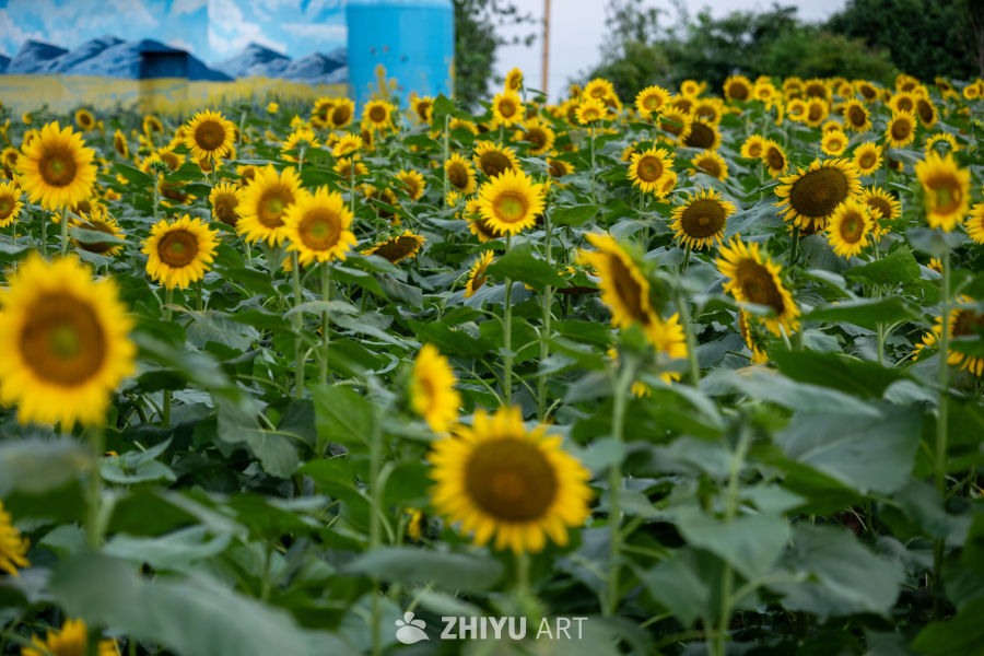 向日葵花海 7