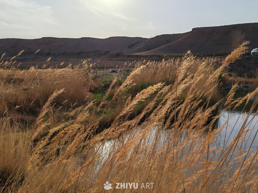 夕阳下的芦苇河畔