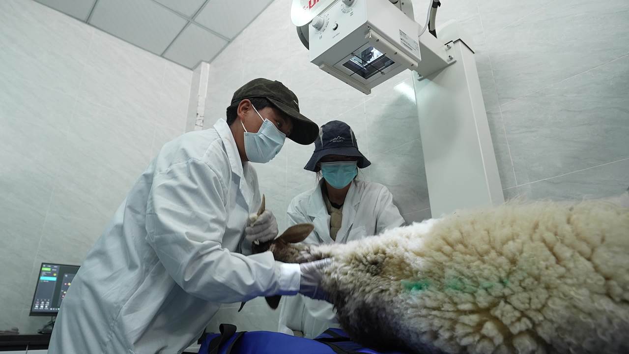 畜牧兽医团队工作记录