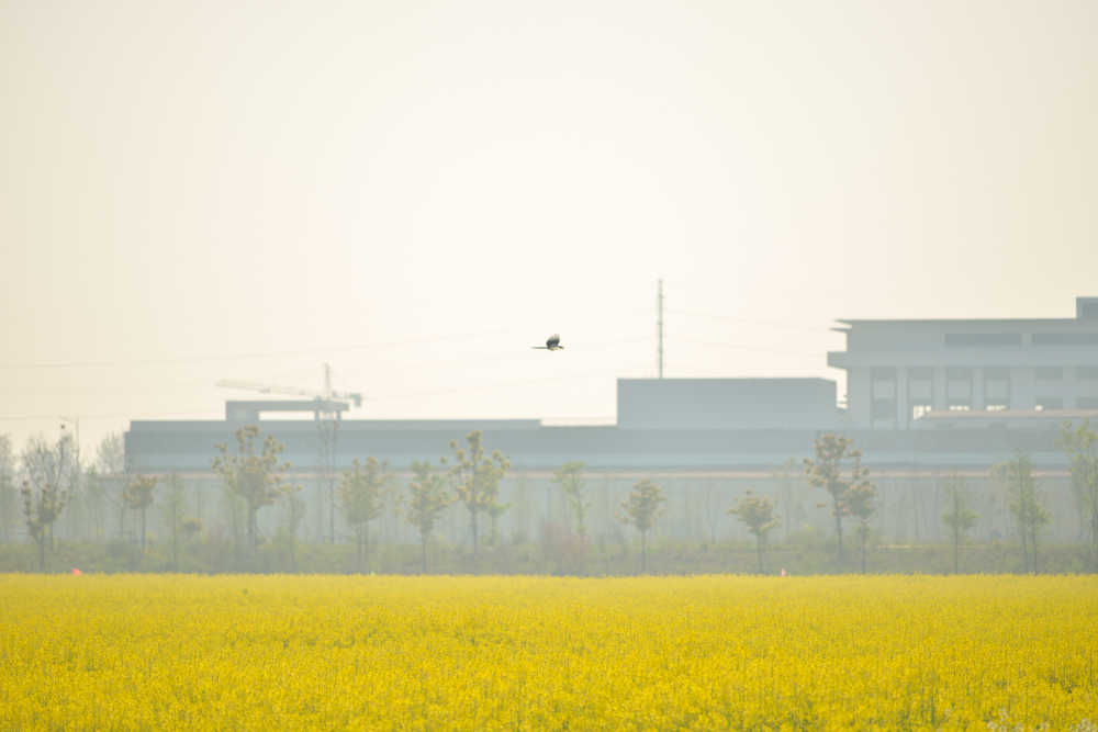 油菜花 10