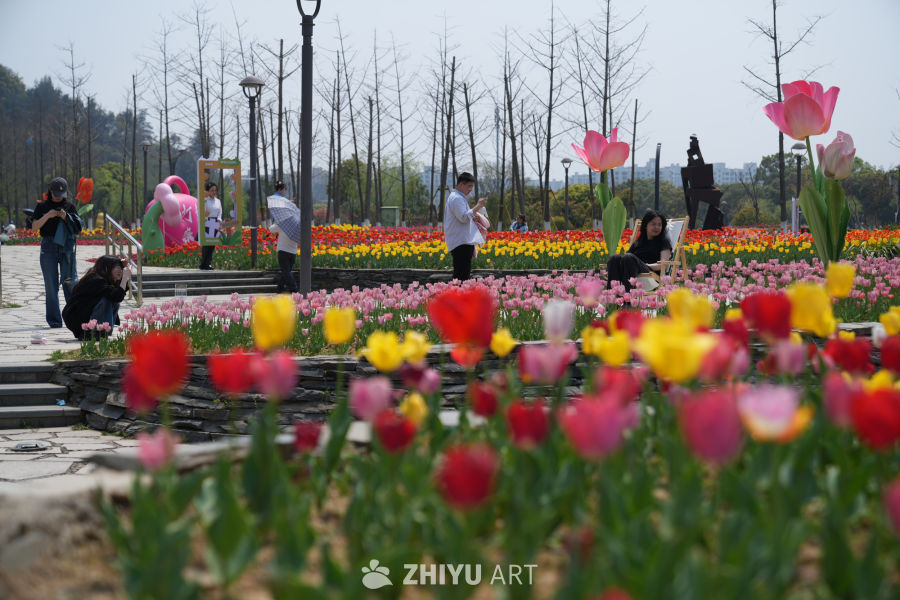 春日公园赏花