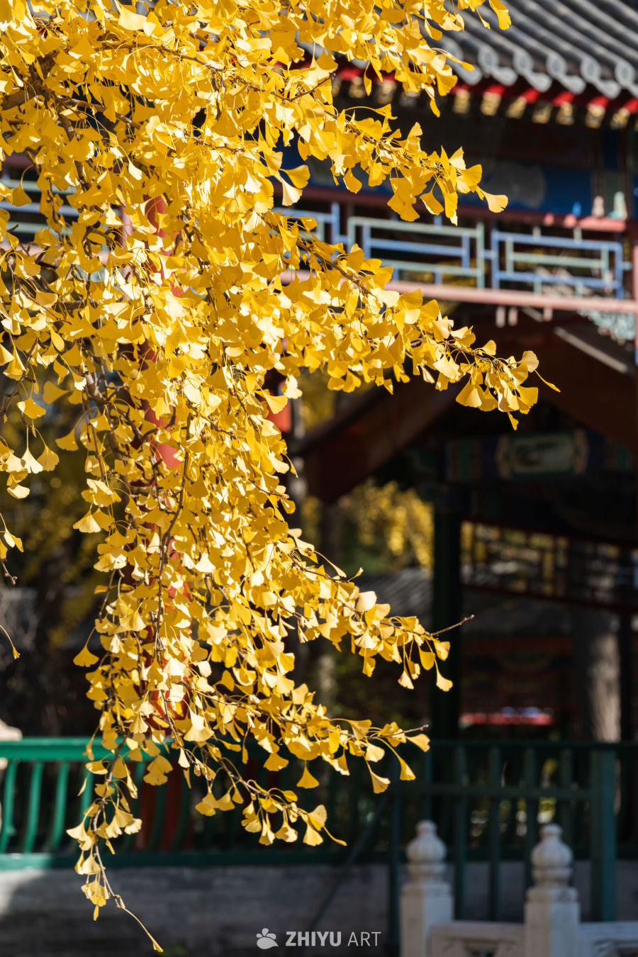 北京中山公园银杏