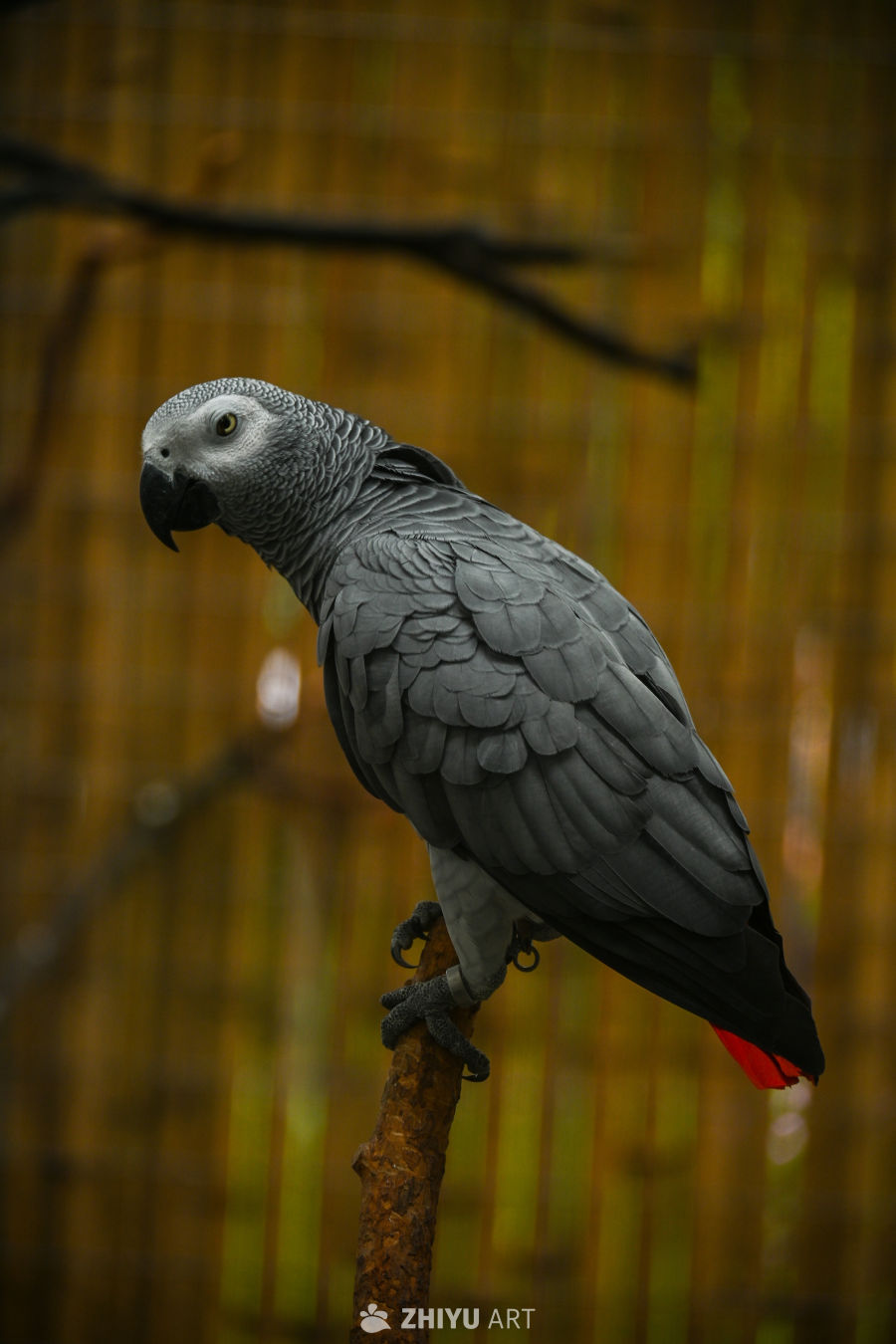 鹦鹉🦜