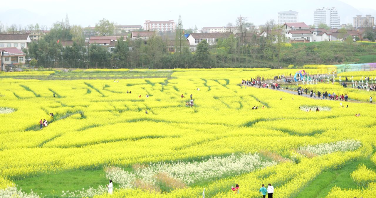 油菜花海 3