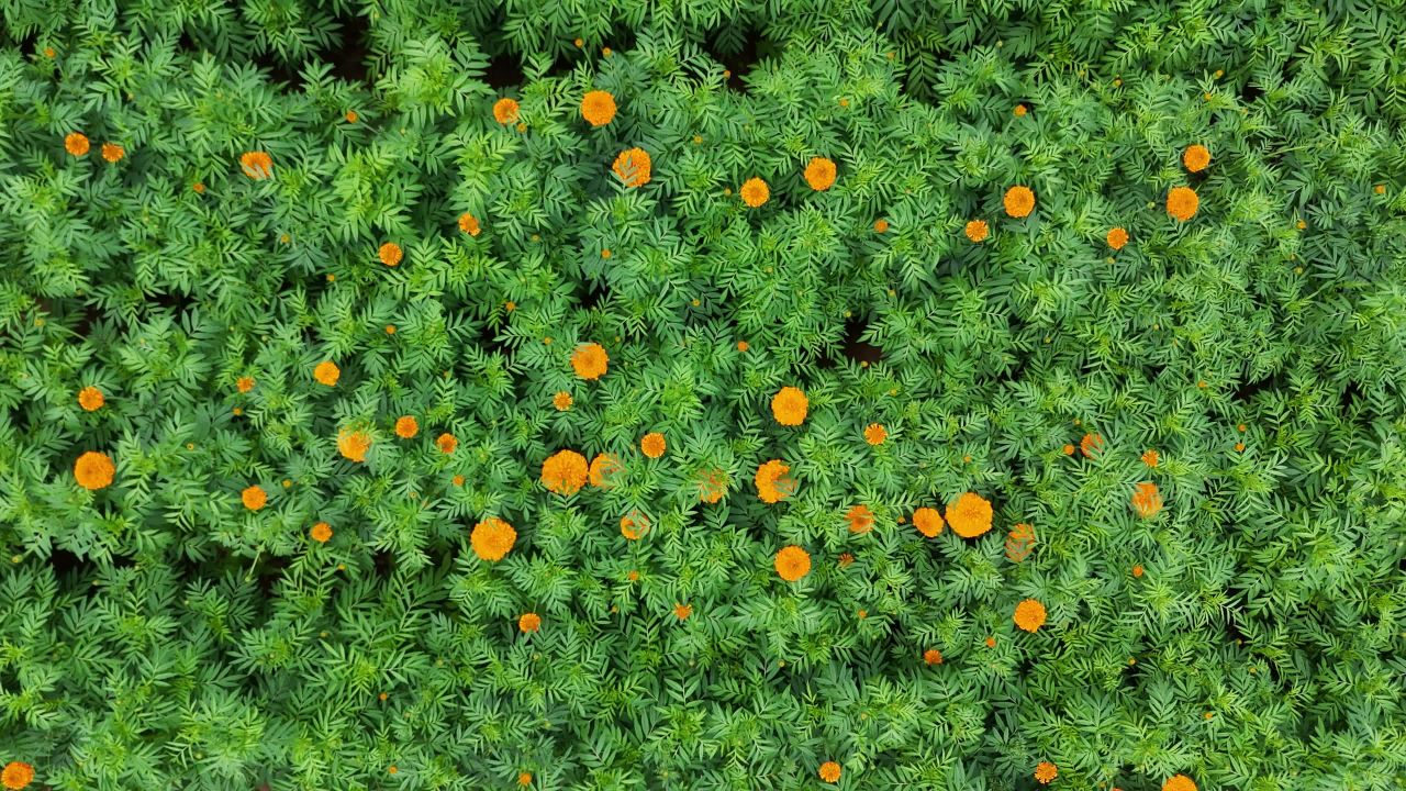 橙花绿叶的宁静花园