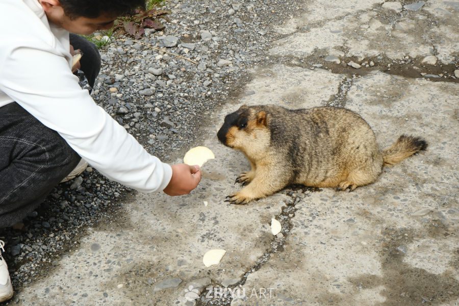 川西土拨鼠 31