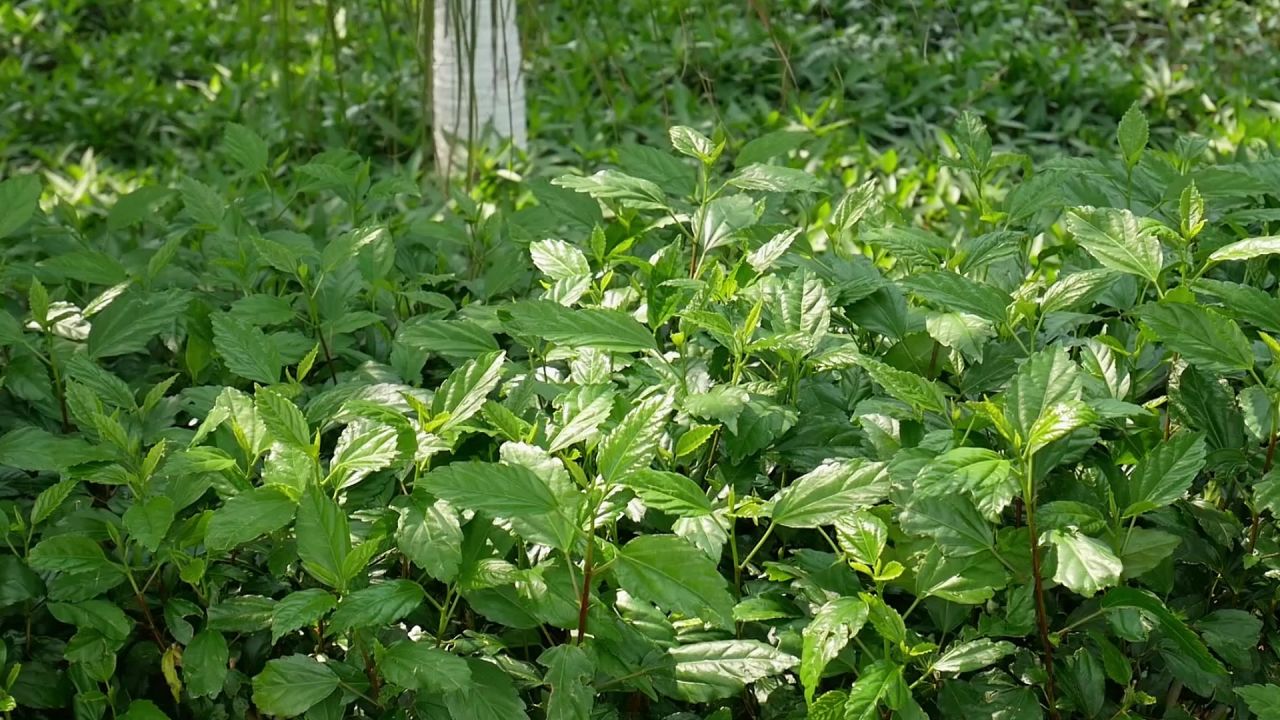 阳光清风朱槿绿