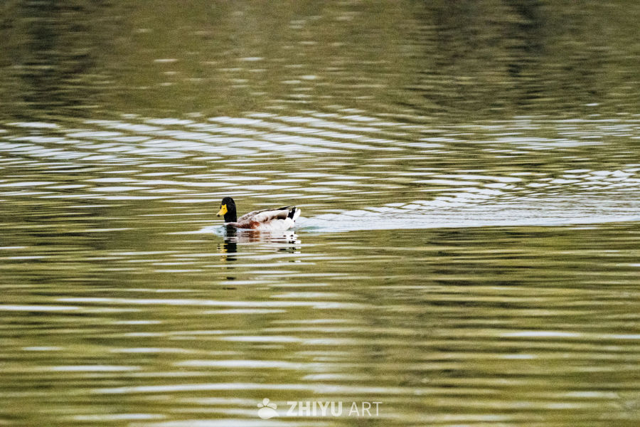 湖面孤鸭悠然游