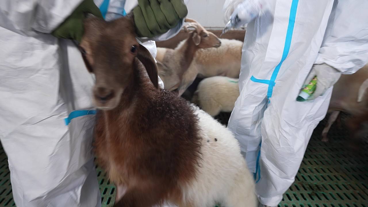 畜牧兽医团队工作记录