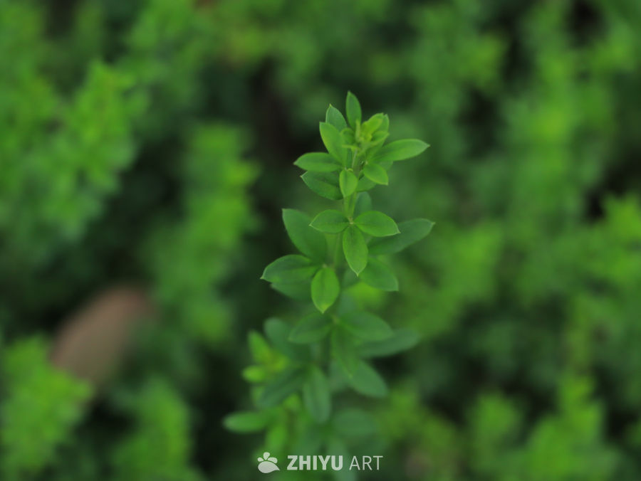 绿意盎然的植物