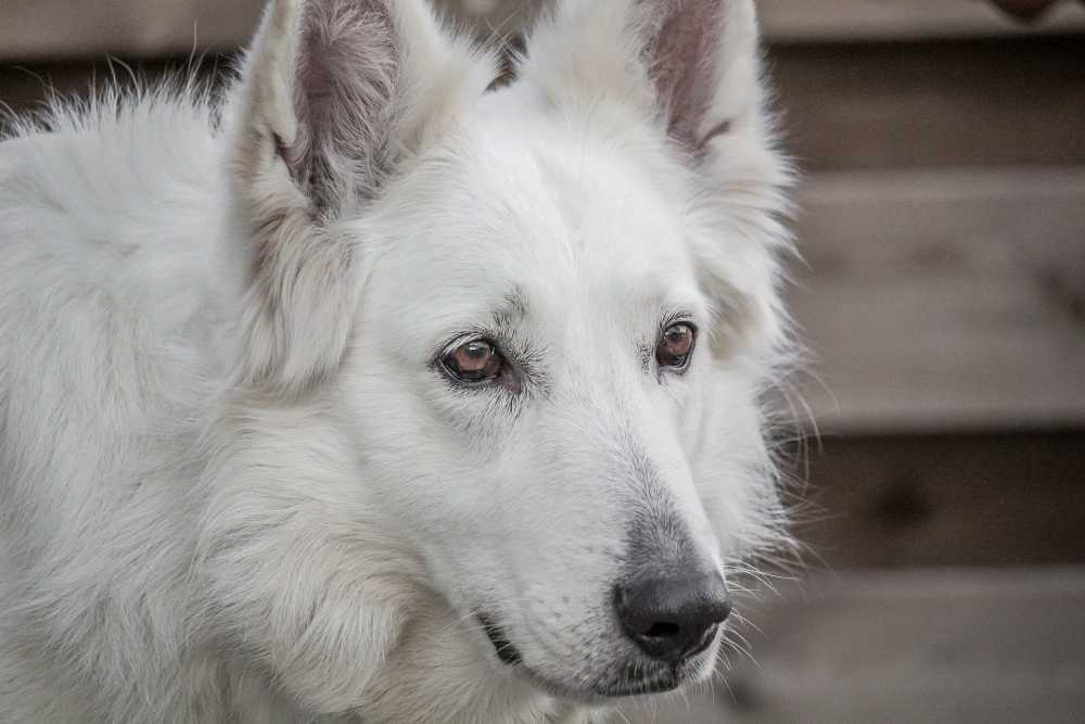 狗的狗牧羊人