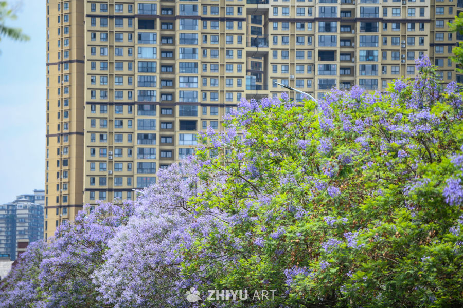 蓝花楹盛开 3